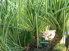 پاندانوس ساندري